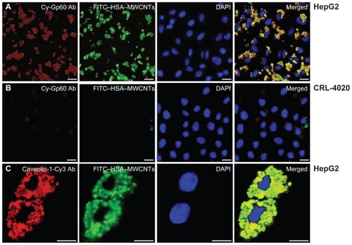 Figure 4 HSA–MWCNTs in vitro endocytosis mechanism in human liver cancer cells. A) Colocalization of Cy-Gp60 antibody and FITC–HSA–MWCNTs in HepG2 cells. B) Colocalization of Cy-Gp60 antibody and FITC–HSA–MWCNTs in hepatocyte epithelial cells. C) Colocalization of caveolin-1-Cy antibody and FITC–HSA–MWCNTs in HepG2 cells. Results are representative of three experiments. Scale bar: 20 μm in all panels. Abbreviations: DAPI, 4′-6-diamidino-2-phenylindole; FITC, fluorescein isothiocyanate; HSA, human serum albumin; MWCNTs, multiwalled carbon nanotubes.