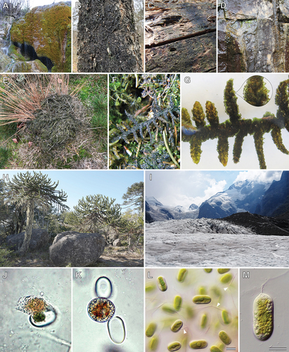 Figure 5. Habitats and biotic interactions of Mesotaenium-like zygnematophytes. (a) Waterfall with wet moss cushions (near Nohn, Eifel, Germany) inhabited by a species of lineage Meso-3. (b) Tree trunk with black algal crust (nature reserve “Heiliges Meer”, Recke, Germany). (c) Decaying dead wood with green, mucilaginous layer (nature reserve “Schwarzes Wasser”, Wesel, Germany). (d) Rock surface of “wet walls” colonized by various microalgae, including species of Serritaenia and Meso-7 (Great Smoky Mountains, North Carolina, USA). (e) Molinia caerulea (purple moor grass) in a Molinia-dominated degeneration phase of a heathland is heavily colonized by Serritaenia species (nature reserve “Heiliges Meer”, Recke, Germany). (f) Undetermined pleurocarpous moss almost entirely covered by a black crust (Wiehl, Germany). (g) Same moss plant as shown in (f) after rehydration in water. The moss is heavily colonized by a Serritaenia species that forms globular colonies. (h) Araucarian forest (Nahuelbuta National Park, Chile) with rocks colonized by a potentially chasmoendolithic Serritania species (courtesy of T. Darienko). (i) Glacial ice inhabited by Ancylonema species (Morteratsch Glacier, Switzerland; courtesy of D. Remias). (j) Vampyrellid amoeba extracting the content of a Serritaenia species shown during feeding (brightfield; courtesy of H. Schulp). (k) Digestive cyst of the same vampyrellid species shown in (j) next to two perforated and emptied algal cells (brightfield; courtesy of H. Schulp). (l) Gelatinous colony of Serritaenia testaceovaginata with (fungal?) hyphae (differential interference contrast). (m) Cell of Serritaenia testaceovaginata from the population shown in (l) penetrated by the filamentous, fungus-like parasite (differential interference contrast). Scale bars 10 µm in (l) and (m), not available for (j) and (k).