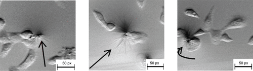 Figure S1 The over-expressed MMP-2 on HT1080 cells induced the release of free paclitaxel from the SAMTA7-paclitaxel complex, which resulted in an extremely high concentration of palitaxel surrounding the cells. On MTT assay, paclitaxel crystals (indicated by arrows in figures) were found to be adhering to cells only in the HT1080 cell line. It was presumed that the complex released paclitaxel specifically in the presence of MMP-2, and that paclitaxel became oversaturated and then crystallized. This finding provided another explanation that the SAMTA7-paclitaxel complex can release paclitaxel in MMP-2 specific proteolysis.Abbreviations: MMP, matrix metalloproteinase; MTT, 3-(4,5-dimethylthiazol-2-yl)-2,5-diphenyl tetrazolium bromide.