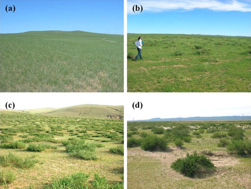 Figure 1. Four stages of C. microphylla Lam. encroachment into steppe in Inner Mongolia, China: (a) Stage I, (b) Stage II, (c) Stage III, and (d) Stage IV. (Photos taken by X. Cao in 2015–2016)