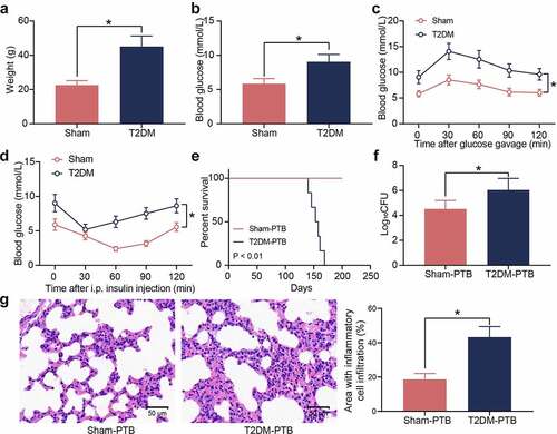 Figure 1. Mice with T2DM have increased susceptibility to PTB. A, weight of mice on the 8th week after STZ injection (*p < 0.05, the unpaired t test); B, the blood glucose level in mouse examined by routine blood analysis (*p < 0.05, the unpaired t test); C, glucose tolerance of mice examined by the GTT (*p < 0.05, two-way ANOVA); D, insulin resistance of mice examined by the ITT (*p < 0.05, two-way ANOVA); E, survival days of mice after Mtb infection (p < 0.01, the Kaplan-Meier analysis); F, bacterial load in murine lung tissues examined by CFU analysis (*p < 0.05, the unpaired t test); G, infiltration of inflammatory cells in murine lung tissues examined by HE staining (*p < 0.05, the unpaired t test). For animal studies, n = 6 in each group.