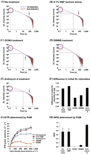 Fig. 5. Influence of 10 μM DCMU, DBMIB, and antimycin A on DL decay curves, ETR, and NPQ.