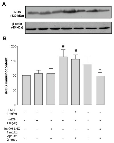 Figure 7 (A and B) Indomethacin-loaded lipid-core nanocapsule (IndOH-LNC) treatment reduces inducible nitric oxide synthase (iNOS) immunocontent in the hippocampus after icv injection of Aβ1-42. (A) Representative Western blotting of iNOS in the hippocampus 15 days after intracerebroventricular injection of Aβ1-42 (2 nmol) and treatment with IndOH or IndOH-LNCs (1 mg/kg, intraperitoneally). (B) Graphic shows quantification of iNOS immunocontent normalized by β-actin protein (loading control).Notes: #Significantly different from all control groups (P < 0.05); *significantly different from Aβ1-42 and Aβ1-42 treated with vehicle groups (P < 0.05). The values represent iNOS levels, expressed as the average percentage increase (mean ± standard deviation) over basal levels; n = 5–8 animals in each experimental group. Two-way analysis of variance followed by Bonferroni post hoc test.