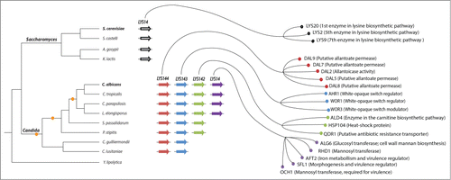 Figure 1. Transcriptional network expansion in the lineage leading to the human commensal and pathogenic yeast Candida albicans. The expansion and reshuffling of the Candida circuitry can be traced back to the successive duplications of a homolog of the S. cerevisiae transcription regulator LYS14. While LYS14 controls lysine biosynthesis in S. cerevisiae, each of the 4 resulting duplicated regulators in C. albicans has adopted a different role. A cladogram depicting the phylogenetic relationships among extant species of the Saccharomyces and Candida clades is shown to the left. The small orange circles in the cladogram represent the inferred gene duplication events that gave rise to the 4 C. albicans homologs. The thick arrows in the middle of the figure depict the genes encoding the LYS transcription regulators. Arrows of the same color represent orthologs based on phylogenetic reconstructions and synteny.Citation23 The right side of the figure shows a subset of each regulators’ target genes as determined by ChIP-chip.Citation23,27 Notice that the target genes included here are those that most likely contribute to the ability of C. albicans to colonize its mammalian host and cause disease.