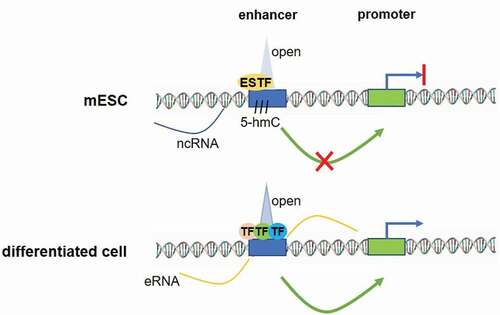 Figure 1. A model of cell-type-restricted enhancer pre-marked in mESCs. In the ES cells a pre-marked enhancer is bound by a few stem cell TFs (ESTF), is labelled by 5-hmC and shows little extragenic transcription. Surrounding chromatin is in open state, but the enhancer is not active. Conversely, in the terminal cell type, the same enhancer is bound by several cell type-specific transcription factors, eRNAs are expressed at high level, the chromatin structure is open and the enhancer engages in physical interactions with its cognate promoter to assure robust gene activation