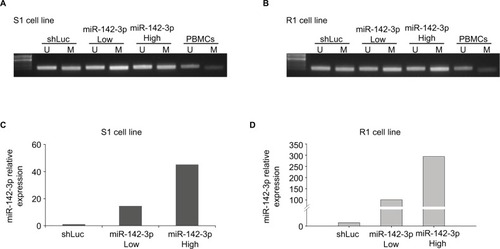 Figure 2 Overexpression of miR-142-3p increases MGMT promoter methylation in GBM cell lines.Notes: Methylation-specific PCR assay showing methylation status of MGMT promoter in S1 cells (A) and R1 cells (B) infected with control (shLuc) and miR-142-3p-encoding recombinant lentivirus at low and high multiplicities of infection. Lane U represents amplification of unmethylated MGMT promoter and lane M represents methylated MGMT promoter. Total DNA extracted from PBMCs was used as control: lane U represents amplification of unmethylated PBMC DNA and lane M represents amplification of methylated PBMC DNA pretreated with SssI methyltransferase. qRT-PCR showing overexpression of miR-142-3p in S1 cells (C) and R1 cells (D) after infection with recombinant lentivirus at low (Low) and high (High) multiplicities of infection. Expression levels in miR-142-3p-overexpressing cells quantified relative to expression level in control cells infected with shLuc lentiviral construct, with ΔΔCt quantification with GAPDH amplification used as internal control.Abbreviations: GBM, glioblastoma multiforme; qRT-PCR quantitative real-time polymerase chain reaction; PBMCs, peripheral blood mononuclear cells.