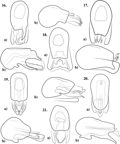 Figures 16a,b–21a,b. Aedeagi of Pselaphotumulus species. Figure 16) Pselaphotumulus aorerei, sp. nov. (a) dorsal, (b) lateral; Figure 17) Pselaphotumulus cavelli (Broun) (a) dorsal, (b) lateral; Figure 18) Pselaphotumulus dubius, sp. nov. (a) dorsal, (b) lateral; Figure 19) Pselaphotumulus oviceps (Broun) (a) dorsal, (b) lateral; Figure 20) Pselaphotumulus unus, sp. nov. (a) dorsal, (b) lateral; Figure 21) Pselaphotumulus urquharti (Broun) (a) dorsal, (b) lateral.