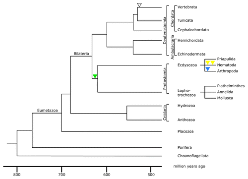 Figure 2. Phylogenetic tree of the metazoan lineage. The tree was modified from reference Citation69. The time scale was taken from molecular clock results of reference Citation70. It is consistent with paleontological findings. Choanoflagellates were taken as the outgroup of metazoans for this phylogenetic tree. The green triangle indicates the acquisition of an intron restricted to the protostome lineage; yellow triangles indicate the acquisition of two introns restricted to nematodes; the blue triangle indicates acquisition of an intron restricted to arthropods; the open triangle represents the acquisition of an intron present in all vertebrate lamin genes.