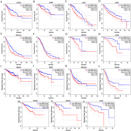 Figure 2 Kaplan-Meier survival analysis of IER5L in different tumors. (A-H) Overall survival between the two IER5L groups in CESC, KIRP, LGG, LIHC, NSCLC, OV, READ, and UVM. (I-O) Disease free survival between the two IER5L groups in BRCA, KIRP, NSCLC, PAAD, PRAD, READ, and UVM.