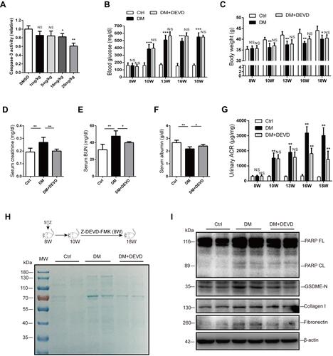 Figure 1 Caspase-3 inhibition ameliorates albuminuria and renal function in diabetic mice. (A) 20 mg/kg Z-DEVD-FMK effectively inhibits caspase-3 activity in the renal cortex of diabetic mice. Body weight (C) and blood glucose level (B) are not affected by Z-DEVD-FMK treatment in diabetic mice. Serum creatinine (D), blood urea nitrogen (E), and serum albumin (F) levels of mice. (G) Albuminuria is significantly alleviated after 6–8 weeks of Z-DEVD-FMK treatment in diabetic mice. (H) Urine samples from mice were separated using SDS-PAGE and stained with Coomassie blue. In general, albumin is around 70 kDa. (I) Immunoblotting reveals Z-DEVD-FMK treatment prevents elevation of cleaved PARP, GSDME-N, collagen I and fibronectin expression in diabetic mice. Data are represented as means ± SEM. n=5–7. *p < 0.05, **p < 0.01, ***p < 0.001.Abbreviations: Ctrl, control; DM, diabetic mice; DEVD, Z-DEVD-FMK; ACR, albumin-to-creatinine ratio; BUN, blood urea nitrogen; NS, not significant; W, weeks of age.