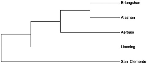 Figure 1. Phylogenetic tree of Cashmere goat, based on the complete mitochondrial DNA sequences analysis. Inner Mongolia Cashmere goat includes Erlangshan, Alashan and Aerbasi types. Liaoning is Liaoning Cashmere goat, San Clemente is San Clemente goat.
