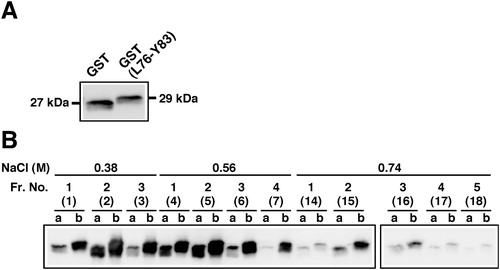 Figure 2. Heparin binding activity of GST fused with an octapeptide Leu-76 to Tyr-83 (L76-Y83) flanking Cys-84 in mouse FGF4. (a) Expression of recombinant GST proteins in E. coli. Recombinant GST proteins fused with (GST(L76-Y83), Mr 29 kDa) or without (GST, Mr 27 kDa) the L76-Y83 peptide at both termini were expressed in E. coli. Supernatants of cell lysates before applying to heparin column chromatography were analyzed by western blotting using an anti-GST antibody. (b) Elution profiles of recombinant GST proteins using heparin column chromatography. GST(L76-Y83) retained on the column was eluted with increasing concentrations of NaCl. GST proteins in aliquots of proteins in the respective fractions were detected by western blotting. The numbers in parentheses indicate the sequential fraction numbers from column chromatography. a, GST; b, GST(L76-Y83).