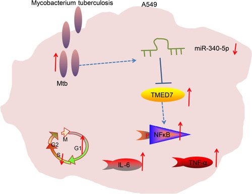 Figure 6 Mtb infection resulted in a significant decrease in miR-340-5p expression in A549 cells to promote TMED7/NFκB axis expression, causing cell cycle arrest and inflammation.