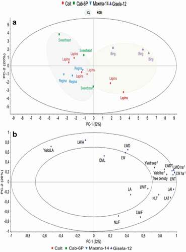 Figure 3. Principal component analysis based on foliar and productive efficiency indicators in sweet cherry trees. a: scores plot with Hotelling’s T2 ellipse for cultivar/rootstock combinations and training system clusters (CL system: blue inner ellipse on II and III quadrant; KGB system: green inner ellipse on I and IV quadrant). b: correlations loadings show the most importance variables for the model. The outer ellipse indicates 100% explained variance and the inner ellipse indicates 50% of explained variance. DML: Leaf dry matter; LW: Leaf weight; LWD: Leaf dry weight; LWT: Leaf weight per tree; LWDT: Leaf dry weight per tree; LNT: Leaf number per tree; LA: Leaf area; LAT: Lear area per tree; LW/A: Leaf weight per leaf area; LAI: Leaf area index; Yield ha−1: Yield per hectare; Yield tree−1: Yield per tree; LN/F: Leaf number leaves per fruit; LW/F: Leaf weight per fruit; LA/F: Lear area per fruit; LW ha−1: Leaf weight per hectare; LWD ha−1: Leaf dry weight per hectare; LA ha−1: Leaf area per hectare; Yield/LA: Yield per leaf area