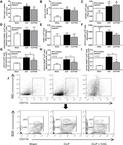 Figure 10 Flow cytometry analysis of spleen from intravenous immunoglobulin (IVIG)-treated cecal ligation and puncture (CLP) mice. Characteristics of flow cytometry analysis from the spleen of mice at 24 h after sham or CLP with IVIG or NSS administration as indicated by total splenocytes (A), B cells (CD19 positive) (B), plasma cells (CD138 positive) (C), effector memory T cells (CD4 and CD44 positive with negative for CD62L) (D), macrophages (F4/80 positive) (E), neutrophils (CD11c and Ly6G positive) (F), total dendritic cells (CD11c positive) (G), myeloid dendritic cells (CD11c, CD11b positive and B220 negative) (H) and plasmacytoid dendritic cells (CD11c, CD11b and B220 positive) (I) with the representative flow pattern of dendritic cells (J) are demonstrated (n = 6–7/group). Columns represent mean values ± SEM. #p < 0.05 compared to the control group (Sham). *p < 0.05 compared to the CLP group.