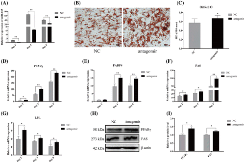 Fig. 3. MiR-185 antagomism promotes 3T3-L1 cells differentiation.