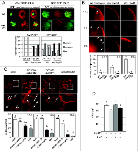 Figure 1 (See previous page). Effects of HopW1 on actin dependent processes and bacterial growth in Arabidospsis Ws. (A) HopW1 inhibits vacuolar and ER trafficking. Wild-type and dex:hopW1 protoplasts were transfected with AALP:GFP or SPO:GFP, incubated in 0.2 μM of dexamethasone for indicated times and imaged by confocal microscopy. AALP:GFP was targeted to the central vacuole and SPO:GFP localized to the ER and vacuole in wild-type protoplasts (upper row), as previously documented for Col.Citation12 In the presence of HopW1, many protoplasts transfected with the AALP:GFP and SPO:GFP showed notable punctate patterns. Localization patterns were quantified from at least 100 images, see Citation12 for comparison with Col protoplasts and the effect of LatB. Bars indicate SEM. χ2 tests indicated that the distributions were significantly different between the wild-type and dex:hopW1 at each time point (P < 0.0001, n ≥ 100 per genotype/fusion construct). (B) HopW1 inhibits endocytosis in protoplastas. Representative microscopic images show effects of HopW1 and LatB on endocytic vesicle formation. Wild-type and dex:hopW1 protoplasts were treated with 0.2 μM dexamethasone, stained with FM4–64 and visualized by confocal microscopy. Ten μM LatB was used to disrupt the actin cytoskeleton. After over-night incubation with dexamethasone and/or LatB, protoplasts were labeled with FM4–64 and viewed after 0.5, 1 and 2 h. Arrows point to some of the FM4–64-stained endosomes. Endosomes were quantified in at least 20 protoplasts per treatment, per time-point in 3 independent experiments. Bars indicate SEM, and letters indicate significantly different number of endosomes (P < 0.0001, ANOVA/Neuman-Keuls test). (C) HopW1 inhibits endocytosis during infection. Cotyledons of Arabidopsis Ws seedlings grown on MS plates were infected with PtoDC3000 carrying either empty vector (pME6012) or vector with the HopW1 gene at OD600 = 0.01. 100 μM LatB was used as an actin cytoskeleton-disrupting control. After infections and treatments for the indicated times, cotyledons were labeled for 1 h with FM4–64 and viewed. Examples of microscopic images of tissue 6h after infection are shown. Lower row is magnification of fragments from pictures in upper row. Arrows indicate some of the FM4–64-labeled endosomes. Enodosomes per cell were manually counted in at least 8 images per treatment, per timepoint, from 2 biological repeats. Bars indicate SEM and letters indicate significantly different numbers of endosomes for given treatments (P < 0.05, ANOVA/Neuman-Keuls test). (D) Disruption of actin cytoskeleton does not induce resistance in Arabidopsis Ws. Growth of PtoDC3000/vector or PtoDC3000/HopW1 (OD600 = 0.0001) 3 d post-inoculation of Ws accessions was monitored in the presence or absence of 10 μM LatB. Different letters indicate significantly different growth (ANOVA/Neuman-Keuls test, P < 0.05). LatB did not trigger resistance in Ws, whereas HopW1 did, suggesting that the mechanism of resistance does not involve disruption of the actin cytoskeleton. Average of all results with SEM from 3 independent experiments (n=9) is shown. All experiments were repeated 3 times with similar results. Detailed methods are described in ref.Citation12