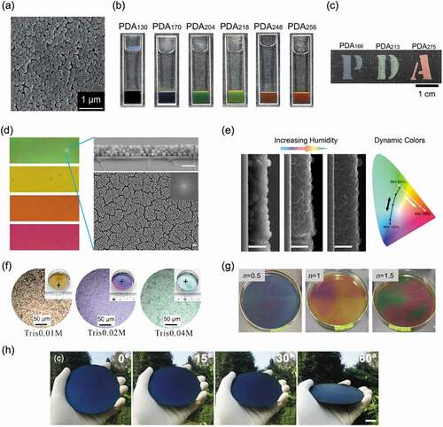 Figure 4. (a) SEM images of monodisperse PDA particles. (b) Scattering-derived structural colors from the assembly of submicron-sized PDA particles. (c) Structural colors achieved by spray coating of PDA particles. Reproduced with permission from [Citation60] (Copyright 2015, Royal Society of Chemistry). (d) Structural coloration based on thin-film interference using PDA particles. Reproduced with permission from [Citation64] (Copyright 2015, American Chemical Society). (e) Changes in structural color due to humidity. Reproduced with permission from [Citation65] (Copyright 2016, American Chemical Society). (f) Structural color achieved by placing a thin PDA film on top of a layer of PDA particles. Reproduced with permission from [Citation67] (Copyright 2015, American Chemical Society). (g) Structural coloration due to the hierarchical structure of the PDA thin film and PDA particles. Reproduced with permission from [Citation68] (Copyright 2017, Society of Polymer Science). (h) Non-iridescent structural color of a PDA coating on a silicon wafer. Reproduced with permission from [Citation71] (Copyright 2017, Royal Society of Chemistry)
