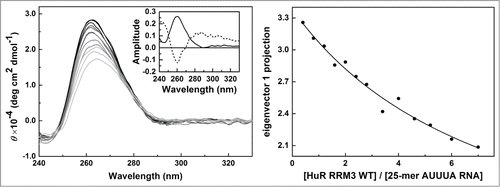 Figure 6. RNA binding of HuR RRM3 with the AUUUA motif 25-mer RNA by CD. Left – Far-UV CD data of the 5′-AUUUAUUUAUUUAUUUAUUUAUUUA-3′ 25-mer RNA molecules at different concentrations of the HuR RRM23 construct. Inset: Normalized first and second principal components resulting from covariance analysis of the CD spectra along the titration. The first one (continuous line) accounts for a 90.7 % of the spectral changes; the second (dashed line) for a 7.9 % of them. Right - Projection of the titration data in left panel on their first principal component obtained by covariance analysis of the whole spectra. Data was fitted according to a model considering 4 binding sites on RNA with similar affinity toward the protein.