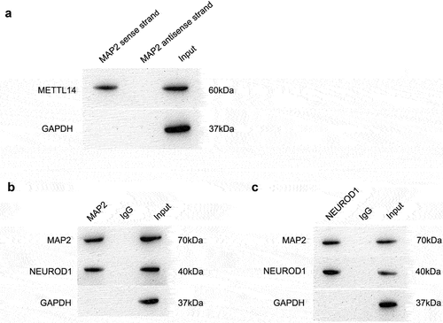 Figure 4. Mechanism of METTL14–MAP2–NEUROD1 interaction. (a) Direct binding of METTL14 to MAP2 mRNA as demonstrated by the RNA pull-down assay. (b,c) Protein complexes pulled down with antibodies against MAP2 (b) and NEUROD1 (c).