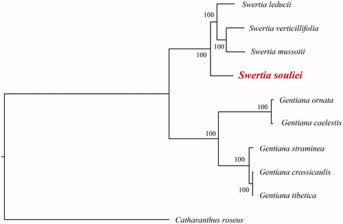 Figure 1. A plastome phylogenetic tree of Gentianaceae species. GenBank accession numbers: Swertia leducii (NC_045301); Swertia verticillifolia (MF795137); Swertia mussotii (NC_031155); Gentiana ornata (NC_037983); Gentiana caelestis (MG192304); Gentiana straminea (KJ657732); Gentiana crassicaulis (NC_027442); Gentiana tibetica (NC_030319); Catharanthus roseus (NC_021423).