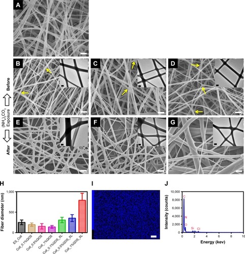 Figure 1 FE-SEM micrographs of (A) ES_Coll, (B) Coll_0.1%QOS, (C) Coll_0.5%QOS, (D) Coll_1%QOS, (E) Coll_0.1%QOS_XL, (F) Coll_0.5%QOS_XL and (G) Coll_1%QOS_XL. Insets show the TEM images of the equivalent samples, (H) plot showing average fiber diameters of various collagen scaffolds, (I) EDXS spectrum and (J) energy dispersive X-ray mapping recorded for Coll_1%QOS_XL. Scale bar measures 1, 0.2, and 3 μm for SEM, TEM and EDXS mapping, respectively.Abbreviations: FE-SEM, field emission scanning electron microscopy; QOS, quaternary ammonium organosilane; TEM, transmission electron microscopy; EDXS, energy dispersive X-ray spectrometer.