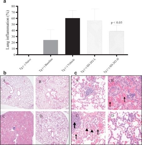 Figure 2 Effect of SD-282 on inflammation induced in the CC10:IL-13 transgenic asthma model analyzed following H&E stain. [a] SD-282 at high-dose significantly reduces the inflammation (p < 0.05). The noted values represent the MEAN ± SD on a minimum of eight animals. [b] SD-282 reduces the inflammatory response. H&E, x40 showing lung sections from Tg (−) naïve (A), Tg (+) baseline (B), Tg (+) vehicle (C) and Tg (+) SD-282H (D). C showing lungs extremely enlarged and consolidated; alveoli, small and large airway filled with inflammatory cells in the Tg (+) mice treated with vehicle as compared with mild inflammatory response at onset of the asthma (B). D showing lung with less inflammatory response in SD-282 high-dose treated Tg (+) mice. [c] SD-282 reduces crystal formation and prevents eosinophil, lymphocyte, and macrophage infiltration. H&E, x400 showing lung sections from Tg (+) baseline (A), Tg (+) vehicle (B and C) and Tg (+) SD-282H (D). Mild inflammatory cell infiltration is seen at onset of the asthma/baseline (A). Long, thin, rectangular, and needle-like crystals (thin arrow), stained with eosin are seen in the vehicle-treated Tg (+) mice (B). Collections of lymphocytes (arrow), eosinophils (arrowhead), and enlarged macrophages (thin arrow) are seen in the vehicle-treated Tg (+) mice (C). Reduced crystal formation and fewer eosinophil, lymphocyte, and macrophage are seen in the SD-282 high-dose treated Tg (+) mice (D).