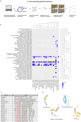 Figure 1. (a) Graphical abstract of the in vitro screening process. (b) Heatmap showing inhibited species based on spot assay of 48 common gut species. The heatmap is colored according to the halo-size of the in vitro assay. White tiles indicate NA values. The phylogenetic relationship of target strains and bacteriocin sequences are displayed to the right of the plot and on top of the plot, respectively. (*) indicates that this species has been implemented in diseases or disorders and not before has been characterized to be inhibited by this/these bacteriocins. (c) a multiple alignment for the functional bacteriocin sequences using Cobalt multiple alignment tool. Red AA indicates highly conserved regions. (d) Structures of the predicted bacteriocin sequences using alpha-fold,Citation43 only the pro-peptide was used for the analysis. On the structure model, confidence is colored according to: Dark blue: Very high (pLDDT > 90) Light blue: Confident (90 > pLDDT > 70), Yellow: Low (70 > pLDDT > 50), Red: Very low (pLDDT < 50). The four structures shown are representative structures based on the sequence alignment. The lower helix on the three structures constitutes the leader sequence (except for Bacteroidetocin a (#22)).