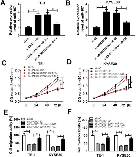 Figure 5 miR-107 attenuated the inhibitory effect on cell proliferation, migration and invasion induced by LINC00152 knockdown. (A–F) The TE-1 and KYSE30 cells were transfected with si-NC, si-LINC00152, si-LINC00152 + in-miR-NC or si-LINC00152 + in-miR-107. (A, B) The level of miR-107 was measured by qRT-PCR. (C, D) The cell viability was monitored via CCK8 assay. (E, F) The migration and invasion were assessed by Transwell assay. *P<0.05.