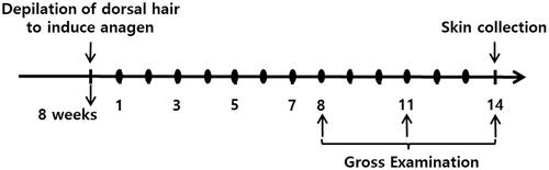 Figure 1. Scheme of the experiment. Dorsal hair of 7-week-old female C57BL/6 mice in the telogen stage of the hair growth cycle was depilated to induce initiation of the anagen stage. We assigned the mice into the following four groups (eight mice per group): group 1, control (vehicle treated); group 2, positive control (3% minoxidil-treated); group 3, experimental group 1 (low-dose Ep (EP-L) treated); group 4, experimental group 2 (high-dose Ep (EP-H) treated). One day after depilation of dorsal hair, mice were topically treated with 5% minoxidil or received with EP via the oral route. Dorsal skin was collected at 14 days after treatment and subjected to haematoxylin and eosin staining: ● Topical treatment with 5% minoxidil or oral administration of EP.