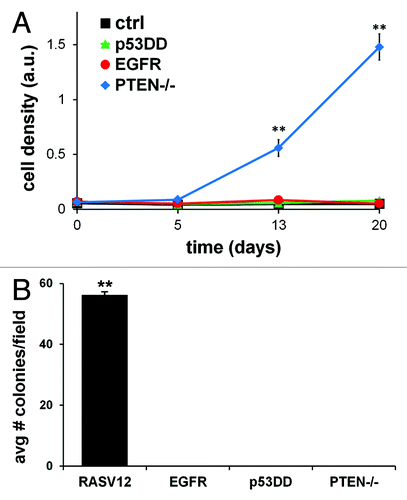 Figure 2. In vitro tumorigenic properties of single-modified MCF10A cells. (A) MCF10A cells expressing EGFR, p53DD, PTEN loss or empty control were plated in 48 well plates in quadruplicate and grown without growth factors for a period of 20 d. Cells were stained with crystal violet dye at days 0, 5, 13 and 20 and analyzed for growth rate differences. The means ± SD for the four experiments are shown and statistical analysis was calculated by chi-square test. (B) Soft agar assay of MCF10A cells tested for anchorage-independent growth of each single alteration in MCF10A cells. MCF10A cells overexpressing constitutively active mutant HRAS (RASV12) was utilized as an internal positive control for this assay. The means ± SD for the three experiments are shown and statistical analysis was calculated by chi-square test.