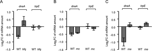 Figure 5. Downregulation of dnaA by the sRNA Ec-rnTrpL depends on hfq and rne. Analysis by qRT-PCR of changes in the dnaA mRNA level 3 min after addition of IPTG to strains containing plasmid pSRKTc-Ec-rnTrpL for induced production of the recombinant sRNA lacZ′-Ec-rnTrpL. As a negative control, trpE mRNA was analysed. The dnaA mRNA level after induction was compared to that before induction. Strains with following genetic backgrounds were analysed: (A) the parental strain MG1655 and its mutant MG1655 Δhfq; (B) the parental strain BL322 and its rnc− mutant BL321; (C) the parental strain N3433 and its thermosensitive mutant N3431 (rnets). Cultures were grown in LB medium. The rpoB gene was used as a reference. Shown are means and standard deviations from three independent experiments