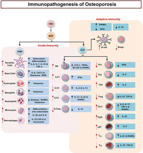 Figure 2 Immunopathogenesis of Osteoporosis: Schematic diagram representing the role of immune cells and their signature cytokines in the pathophysiology of osteoporosis. Solid red arrows represent established roles whereas dotted red arrows represent the proposed mechanism of action.