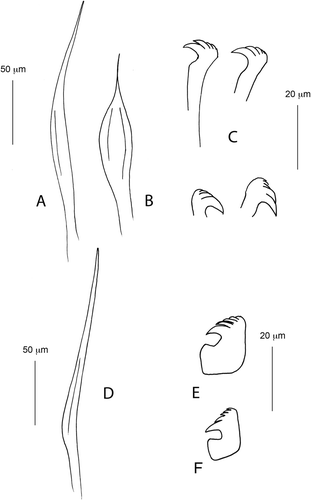Figure 5. Euchone anceps sp. nov. holotype. (A) Superior thoracic chaeta; (B) inferior thoracic chaeta; (C) thoracic uncini; (D) abdominal chaeta; (E) abdominal uncinus from first abdominal chaetiger; (F) abdominal uncinus from pre-pygidial depression.
