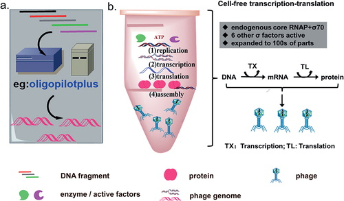 Figure 2 In vitro rebooting strategies for synthetic phage genome. (a) De novo phage genome synthesis depending on automated gene synthesis platform. (b) The synthetic phage genomes are rebooted via replication, transcription, translation, and assembly in a cell-free transcription-translation (TXTL) system.