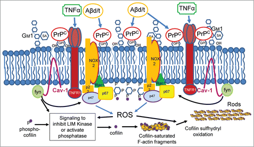 Figure 2:. Schematic model of PrPC-mediated membrane signaling complex for Aβ and proinflammatory cytokine-induced cofilin-actin rod formation. This proposed hypothetical model links Aβd/t and the proinflammatory cytokine TNFα to cofilin-actin rod formation in membrane raft domains in which PrPC is highly concentrated. Overexpression of PrPC alone is sufficient to induce rods in a NOX-dependent manner, suggesting that enlargement of membrane signaling domains from which resultant ROS generation exceeds a rod-inducing threshold is regulated by PrPC levels. This inducible oxidizing environment both maintains dephosphorylation-dependent activation of cofilin and initiates intermolecular disulfide bond formation in dephosphorylated cofilin to permit bundling of cofilin-saturated actin filaments. The dynamics of rod dissolution and reversal upon addition of several different NOX inhibitors further suggests that rods may be transient in nature until such time as the stimulus for their formation maintains ROS above the threshold required for rod maintenance.