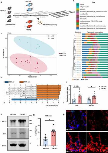 Figure 4. Fecal microbiota transplantation alters the gut microbiome and increases the levels of BACE1 and Aβ42 in gut of young WT mice. (a) Schematic diagram of fecal microbiota transplantation and follow-up experiments. Fecal microbiota of 12-month-old APP/PS1 mice were transplanted to 3-week-old WT mice that were just weaned (FMT-AD). 3-week-old littermates gavaged with their own fecal microbiota were served as control (FMT-con). (b) PCoA with binary-Jaccard UniFrac distances, (c) ClusterTree on genus with Bray-Curtis UniFrac dissimilarities, and (d) LefSe analysis from the 16S rRNA gene-sequencing dataset of FMT-con (n = 7) and FMT-AD (n = 14). (e & f) WB images and quantitative analysis of the BACE1 and APP protein levels in the colon of FMT-con (n = 7) and FMT-AD (n = 9). (g) Quantitative analysis of Aβ42 in colon tissues of FMT-con (n = 5) and FMT-AD (n = 6) by ELISA. (h) Confocal images of BACE1 in the colon of FMT-con and FMT-AD. Scale bar = 20 μm. Values are means ± S.E.M, unpaired t test. *, P < 0.05.