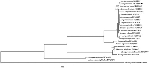 Figure 1. Molecular phylogeny of Acropora valida and related species in Scleractinia based on PCGs in mitogenome.