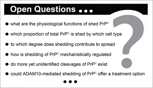 Figure 2. Important questions regarding the shedding of the prion protein. A selection is mentioned in this box. A detailed discussion can be found in the main text.