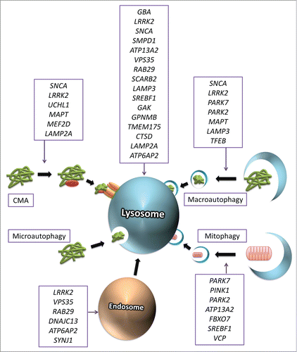 Figure 1. Genes involved in Parkinson disease and in the autophagy-lysosome pathway. Figure 1 depicts genes that are associated with Parkinson disease and their area of effect in the autophagy lysosome pathway. Genes that are also involved in any lysosomal function that is not one of the forms of autophagy are depicted above the lysosome.