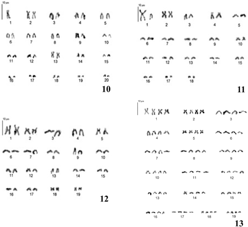 Figure 10 Male karyotype of Leptynia sp. with 2n = 40/39, XX,XO. This southern taxon is basal to all other Leptynia species and together with L. caprai shows the highest chromosome number. Figure 11. Male karyotype of Leptynia attenuata (2n = 36, XX,XY) from Saõ Fiel. The nominal species of the revised Leptynia has the lowest chromosome number of the genus; chromosome re‐patterning have also involved the sex‐chromosome formula, shifting it from the usual XX/XO to the XX/XY one. Figure 12. Female karyotype of Pijnackeria species D (Sierra de Cazorla), with 2n = 38/37, XX/XO. All bisexual species of Pijnackeria have the same number of chromosomes and rather similar karyotypes. Figure 13. The tetraploid karyotype (4n = 76, XXXX) of the parthenogenetic Pijnackeria hispanica s.s.: within each quartet all elements are very similar, so that the hybrid derivation of this parthenogen cannot be recognized from chromosomes.