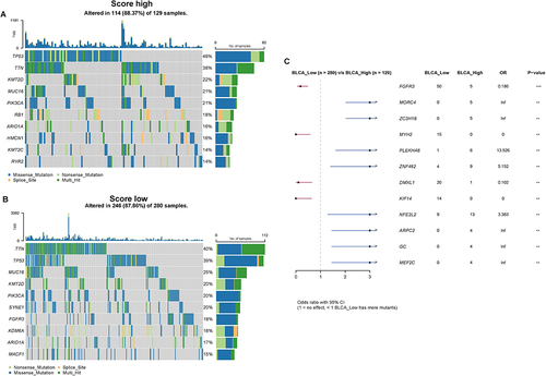 Figure 11 Gene mutations in the high and low-risk score groups. (A) Distribution of top 10 mutation genes in the high-score group. (B) Distribution of top 10 mutation genes in the low-score group. (C) Comparison of the gene mutations in high and low-risk score groups by maftools package (**p value < 0.01; ***p value < 0.001).