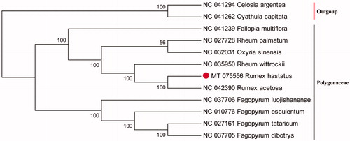 Figure 1. Maximum-likelihood phylogenetic tree based on 12 complete cp genome sequences.