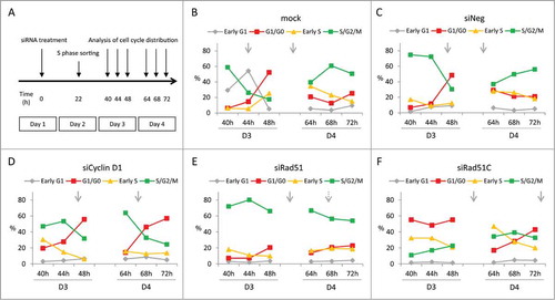 Figure 4. Effect of Rad51 and Rad51C knock-down on cell cycle progression of CHO Fucci cells synchronized in early (S)phase. (A) General outline of the procedure. (B F) Percentages of cells in a given cell cycle phase at day 3 (D3) and day 4 (D4) post siRNA transfection. Arrows indicate the estimated average time of cell division, dotted arrow indicates a cell division of a subpopulation of cells.