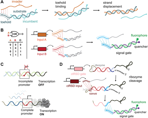 Figure 3. Advances in dynamic RNA circuits that can be programmed to process information in a range of contexts. A. Toehold-mediated strand displacement (TMSD). TMSD gates are formed by annealing substrate and incumbent DNA or RNA strands to leave a double-stranded region and a single-stranded toehold overhang. An invading DNA or RNA strand, complementary to the substrate, can bind to the toehold and strand displace the gate, releasing the incumbent. The released strand can interact with additional downstream gates not shown, allowing gates to be configured into a range of circuit architectures [Citation83]. B. Example of TMSD OR gate. Two different gates are made with the same incumbent sequence but different toehold sequences. When two different input invaders are present, these gates release the same incumbent, which can then interact with a downstream signal gate labelled with fluorophore and quencher. When the quencher strand is released, a fluorescent signal is generated [Citation83]. C. Genelets use TMSD circuits to control the activation of transcription. Genelets consist of an incomplete T7 RNAP transcription template that is specifically lacking a strand that is complementary to the promoter. In the absence of an input, this incomplete T7 RNAP promoter genelet is in a transcription OFF state. Addition of a designed ssDNA activator that complements the promoter enables transcription activation. The outputs of genelet transcription can then act as activators for downstream genelets, or can displace existing activators via TMSD to repress downstream genelets [Citation87]. D. Cotranscriptionally encoded RNA strand displacement (ctRSD) gates allow TMSD gates to be synthesized on the fly, enabling gate designs to be encoded by easier to purify DNA templates that are activated when needed. In this design, an RNA transcript has complementary regions and folds into a double-stranded gate as it is transcribed. Inclusion of a self-cleaving ribozyme exposes a toehold region in the gate for TMSD reactions to occur, including activating fluorophore-quencher ‘signal’ gates [Citation90].