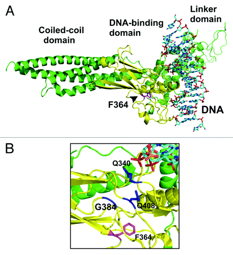 Figure 1. Localization of phenylalanine residue 364 in the DNA-binding domain of STAT1 transcription factor. (A) Depicted is a ribbon diagram of the crystal structure of a truncated monomeric STAT1 molecule bound to DNA with the DNA-binding domain colored in yellow and the residue F364 in magenta.Citation25 (B) A closer view of the ribbon representation demonstrates the spatial orientation of the aromatic ring of F364 in relation to the residues Q340, G384 and Q408 (colored in blue), which are part of a pocket structure on the surface of the protein required for the interaction with the partner monomer in the antiparallel dimer conformation (not shown).