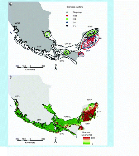 Figure 6.  Spatial distributions in Mexico. (A) Biomass clusters and outliers. (B) Aboveground living biomass, derived from the inverse weighted distance interpolation.EYP: East Yucatan Peninsula; GM-EC: The Gulf of Mexico and eastern Chiapas; H-H: Clusters of high biomass plots; H-L: Outlier of a high biomass plot within a cluster of low biomass plots; L-H: Low biomass plot within a cluster of high biomass plots; L-L: Clusters of low biomass plots; SMF: Sierra Madre Foothills; SPC: South Pacific Coast; SYP: South Yucatan Peninsula; WPC: West Pacific Coast; WYP: West Yucatan Peninsula.