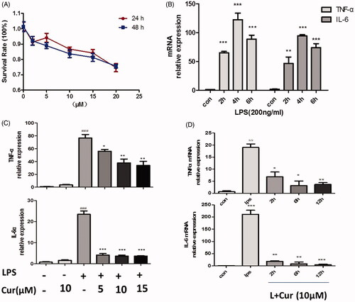 Figure 1. Curcumin inhibits LPS-induced production of pro-inflammatory mediators in macrophages RAW264.7 cells. (A) The effect of curcumin on cell viability assay. (B) TNF-α and IL-6 at the mRNA levels, cells were stimulated with LPS at different culture time (0, 2, 4, 6 h). (C) Cells were treated with or without curcumin (5, 10, 15 μM) for 2 h before LPS (200 ng/mL) stimulation for another 4 h. (D) Cells were treated with curcumin in different culture times (0, 2, 6, 12 h), then induced with LPS for 4 h. Expression levels of TNF-α and IL-6 mRNA were tested by real-time quantitative PCR (Q-PCR). The data are representative of at least three independent experiments (mean ± SEM) (##p < 0.01, ###p < 0.001 vs control; *p < 0.05; **p < 0.01, ***p < 0.001 vs LPS alone.).