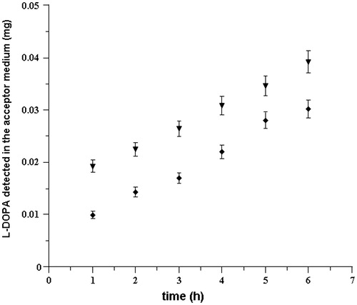 Figure 4. Cumulative amount of drug that reaches the acceptor compartment versus time following delivery of l-DOPA solution (1.5 mg/mL, 37 ± 0.2 °C) at pH 5.8 (♦) and pH 6.2 (▾). Values are presented as mean ± SD (n = 6).