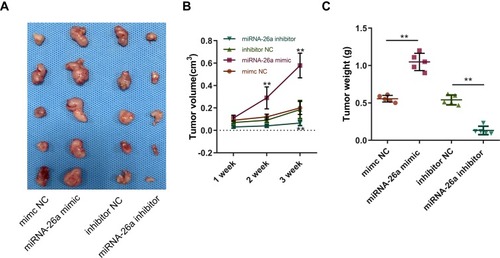 Figure 5 miR-26a-5p overexpression and knockdown regulates the tumorigenesis of osteosarcoma in vivo. miR-26a overexpression and knockdown in U2OS cells affects the tumorigenesis of osteosarcoma in vivo (A) and the tumor volume (B) and tumor weight (C). All data are expressed as the mean ±SD of five samples form each group. **P<0.01.